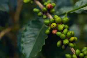 Gold Coast Roasters Coffee