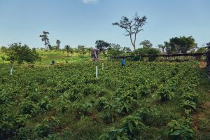 Gold Coast Roasters Coffee plantation