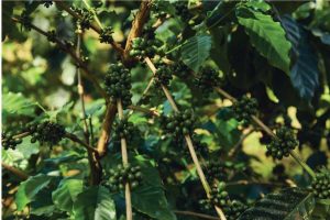 Gold Coast Roasters Coffee plantation