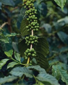 Gold Coast Roasters Coffee